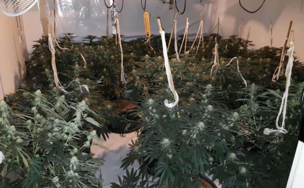 Cannabis farm