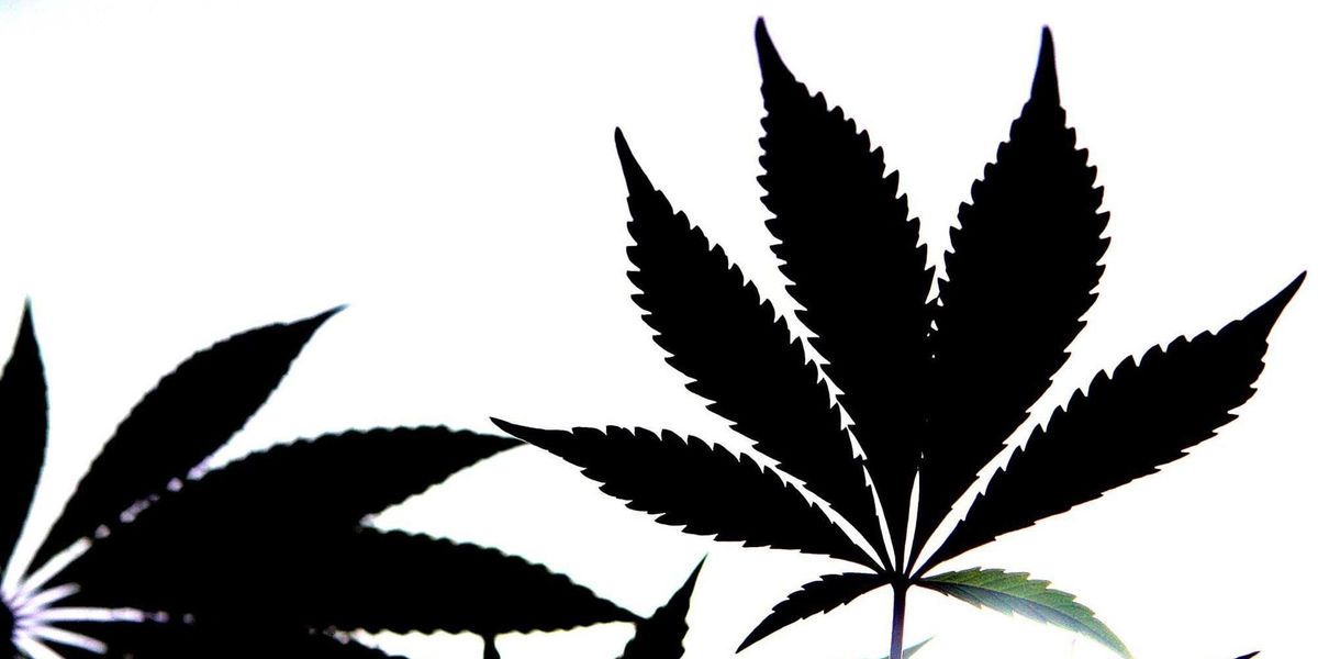 NextImg:Boy, 7, given 'cannabis-laced' sweets while trick-or-treating on Halloween - Police probe launched