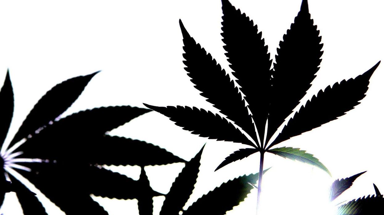 Cannabis leaves