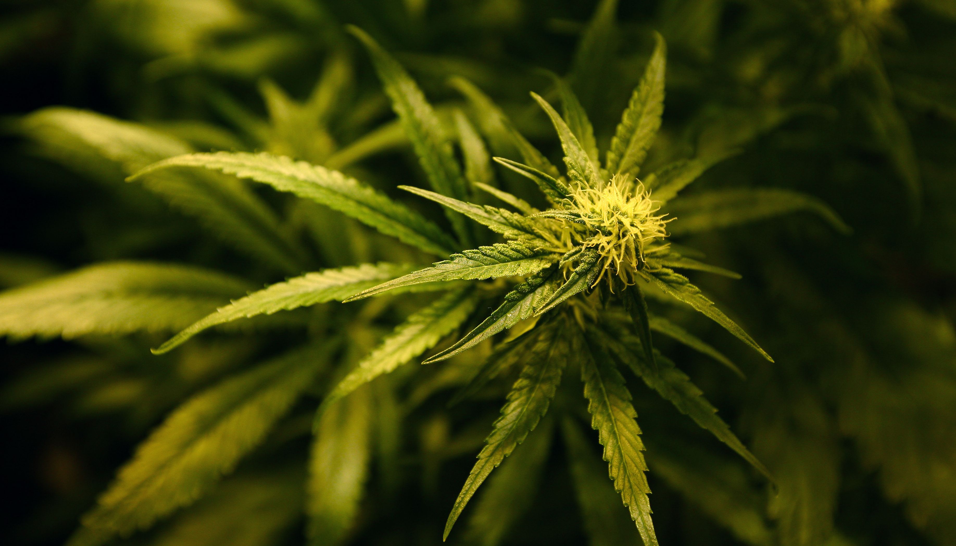 Cannabis plants growing.