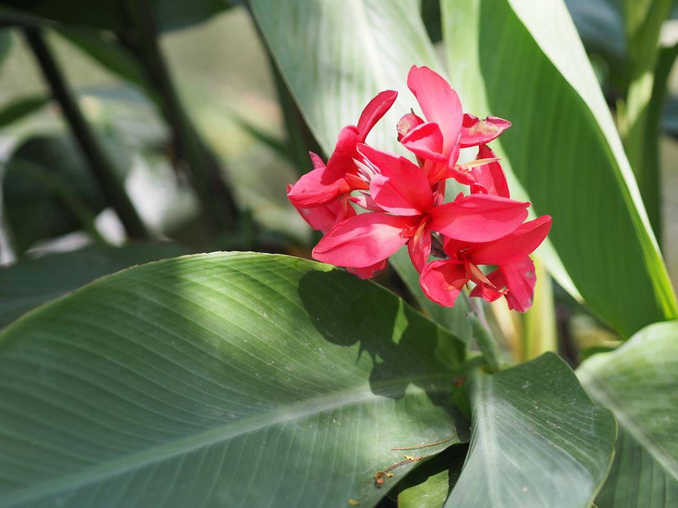 cannas flowers stock image