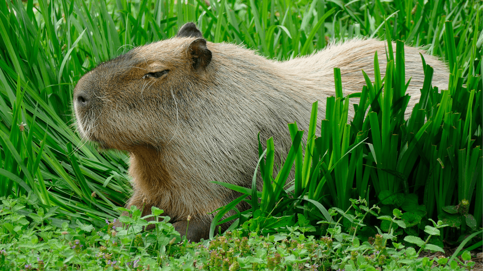 Capybara