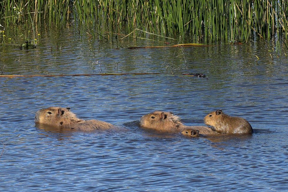 Capivaras na água