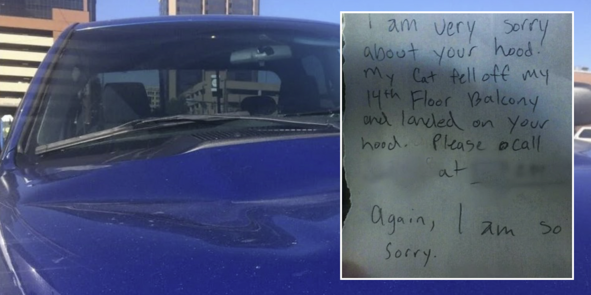 NextImg:Driver shocked to find huge dent on car bonnet after neighbour's cat fell from 14th-storey balcony