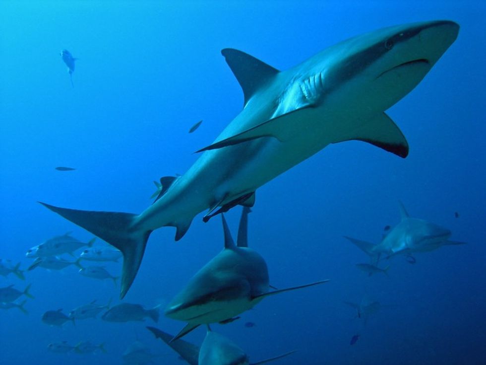 Caribbean reef sharks