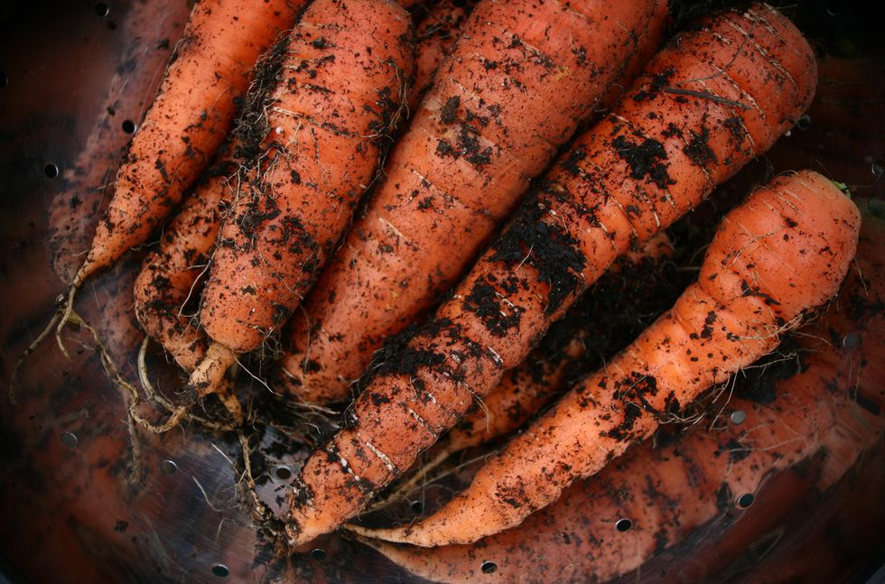 Carrots covered in dirt