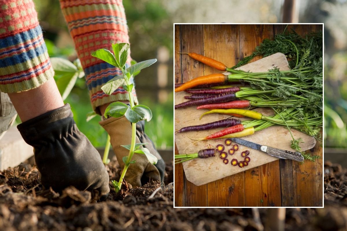 Carrots on table / Gardener planting on broad beans plant