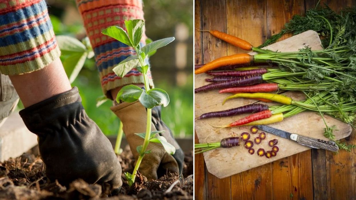 Carrots on table / Gardener planting on broad beans plant