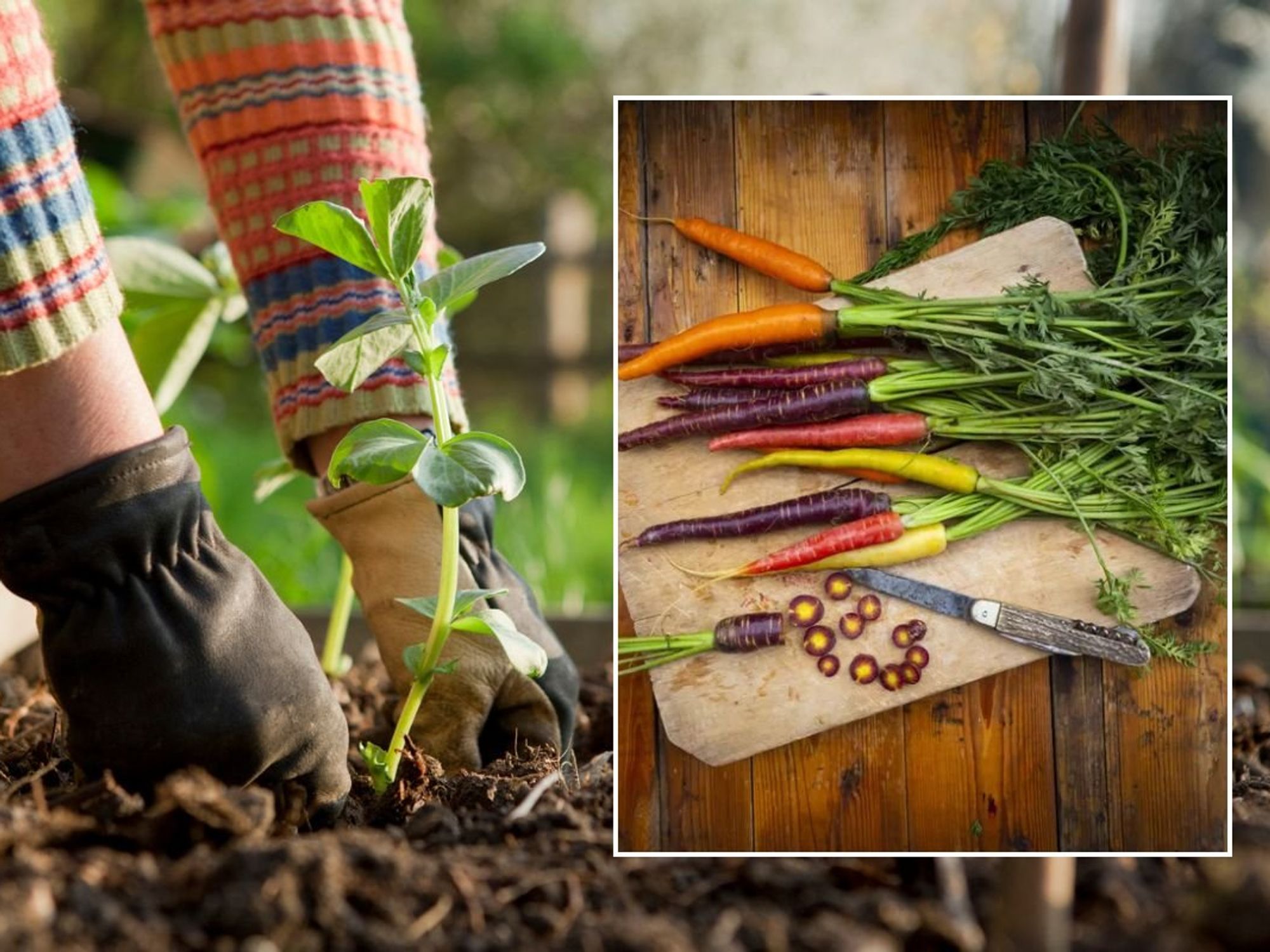 Carrots on table / Gardener planting on broad beans plant