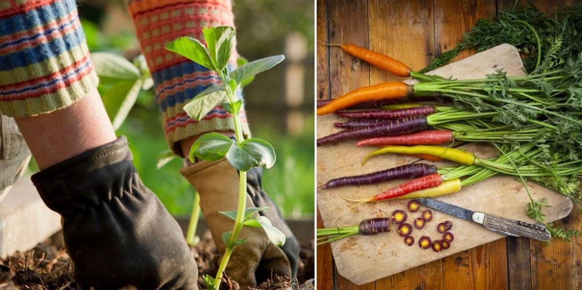 NextImg:Everything to harvest, sow, and plant now for the ultimate garden-to-table