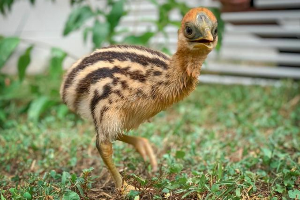 Cassowary chick