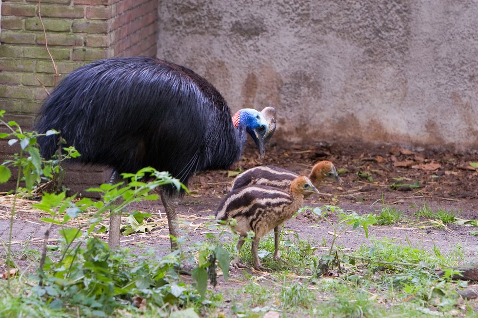 Cassowary with chicks