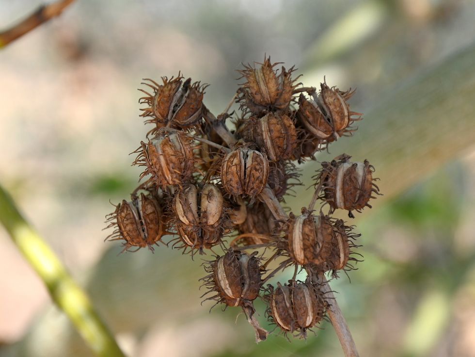Castor plant