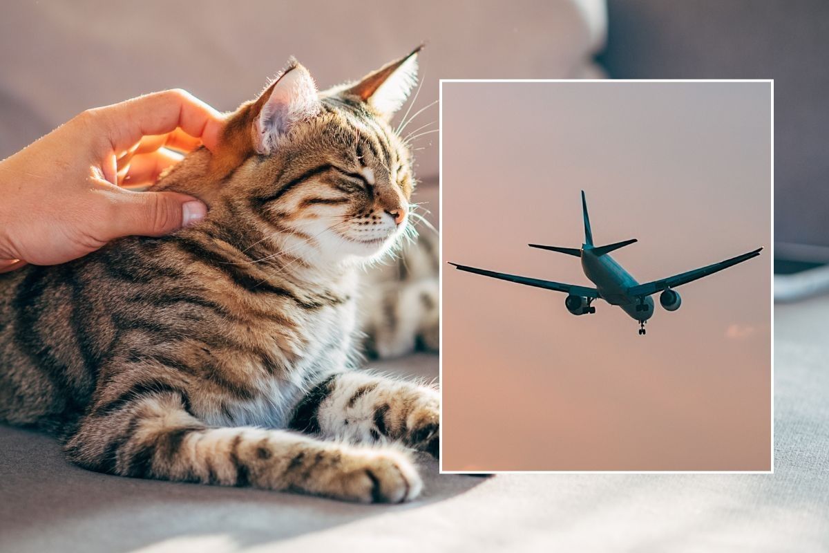 cat and pet owner with inset image of plane