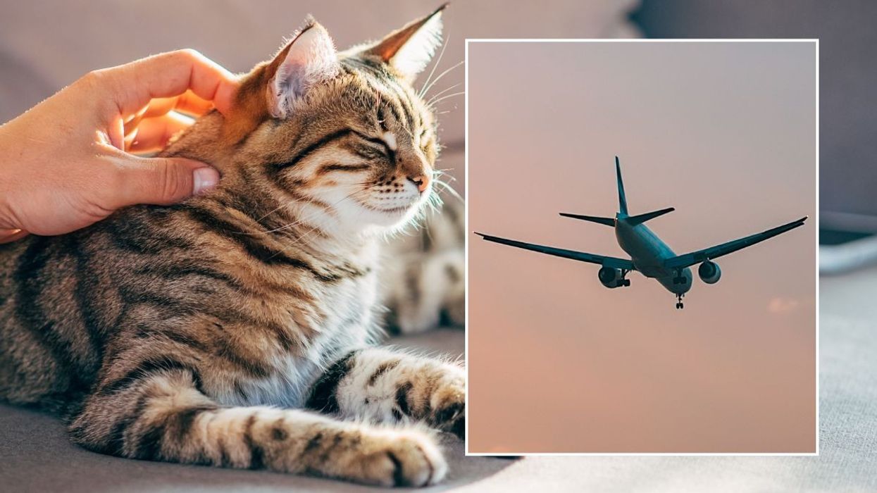 cat and pet owner with inset image of plane