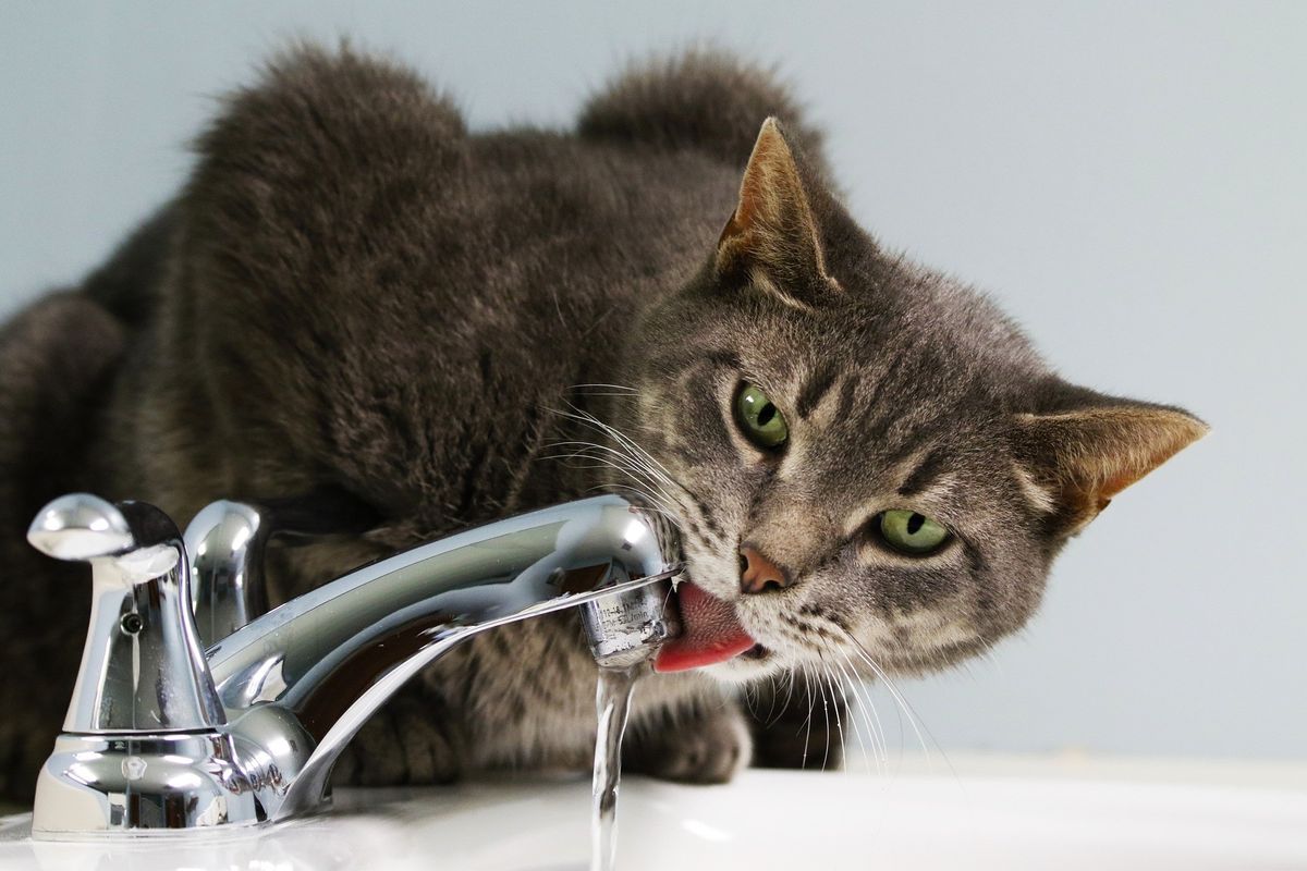 Cat drinking water out of a tap
