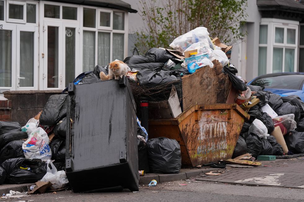 Cat in rubbish