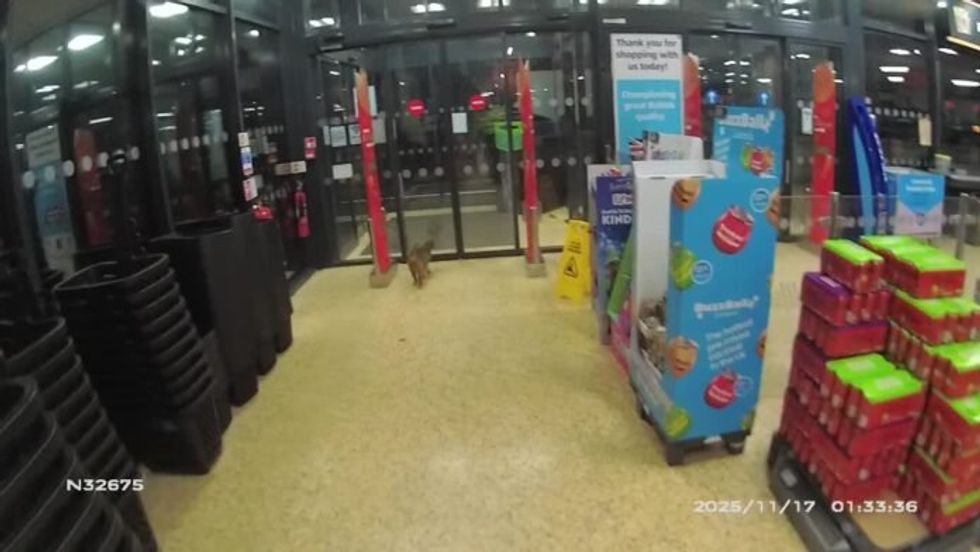 Cat inside Bingham Aldi