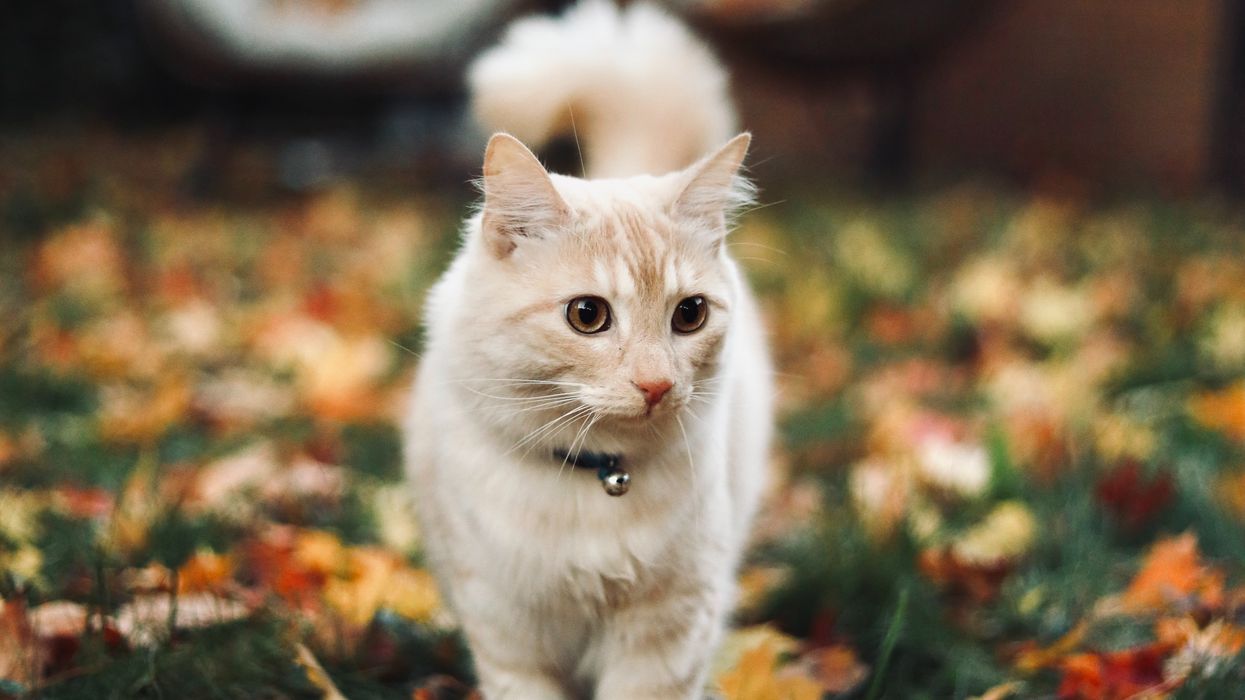 Cat on grass in garden