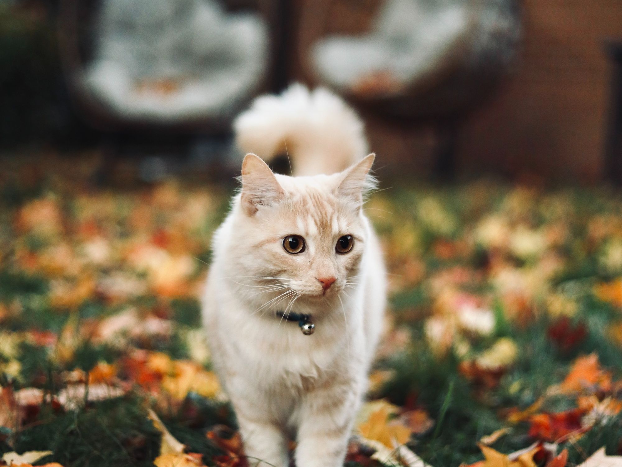 Cat on grass in garden