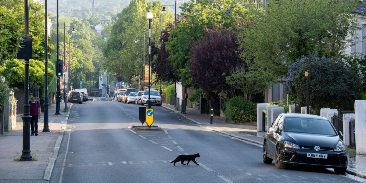 Labour under pressure to launch new driving laws for animals as landmark petition demands action Labour under pressure to launch new driving laws for animals as landmark petition demands action