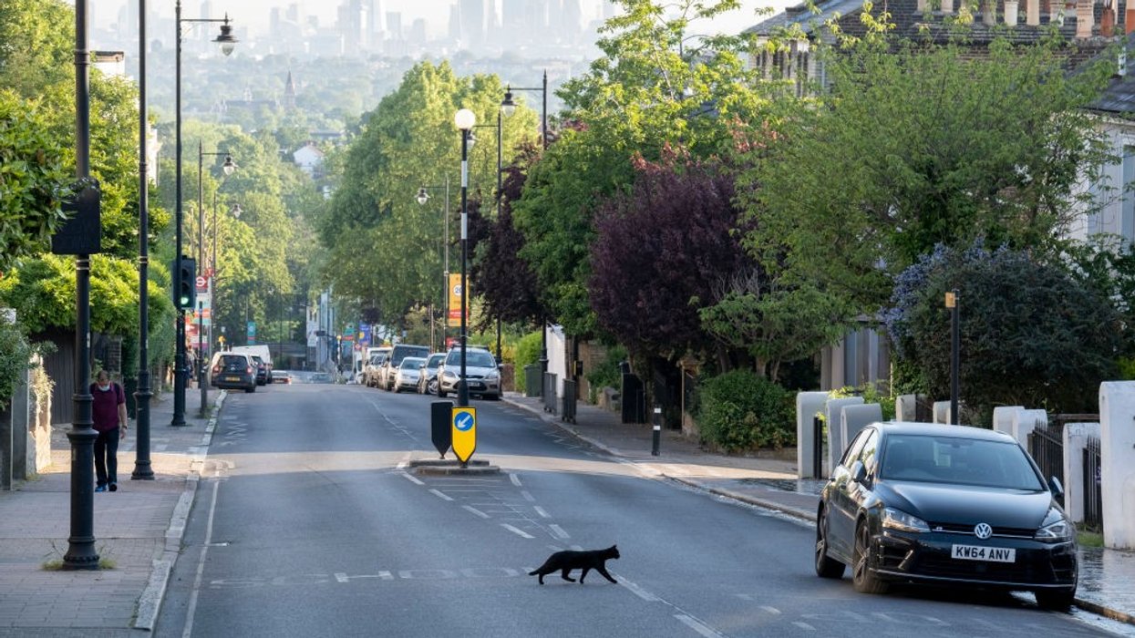 Cat on the road