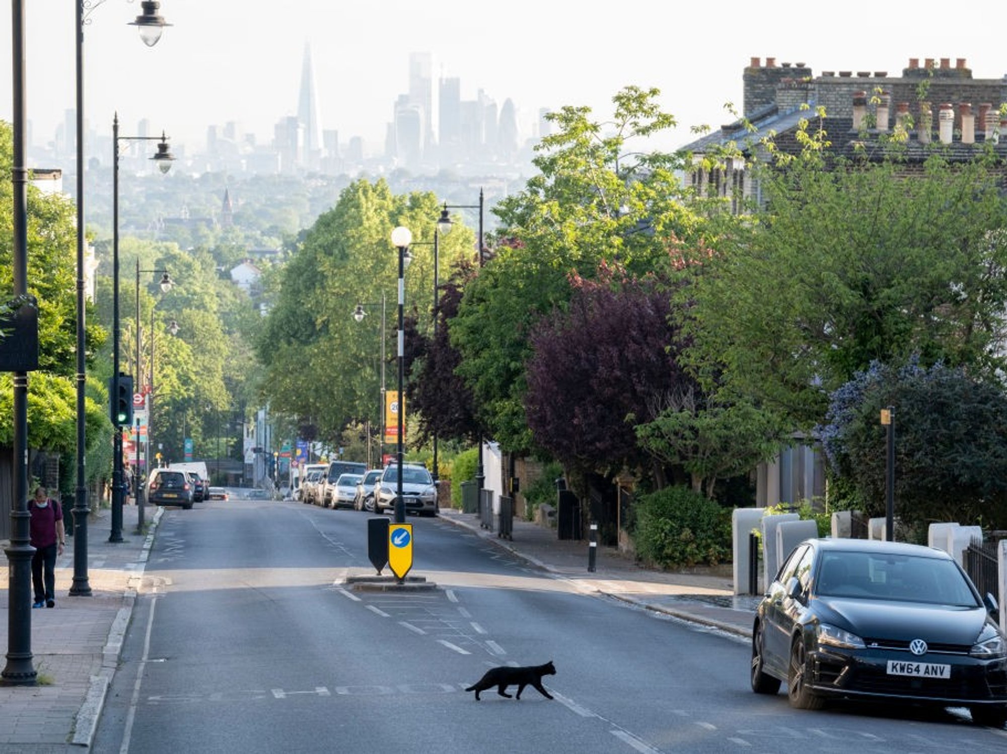 Cat on the road