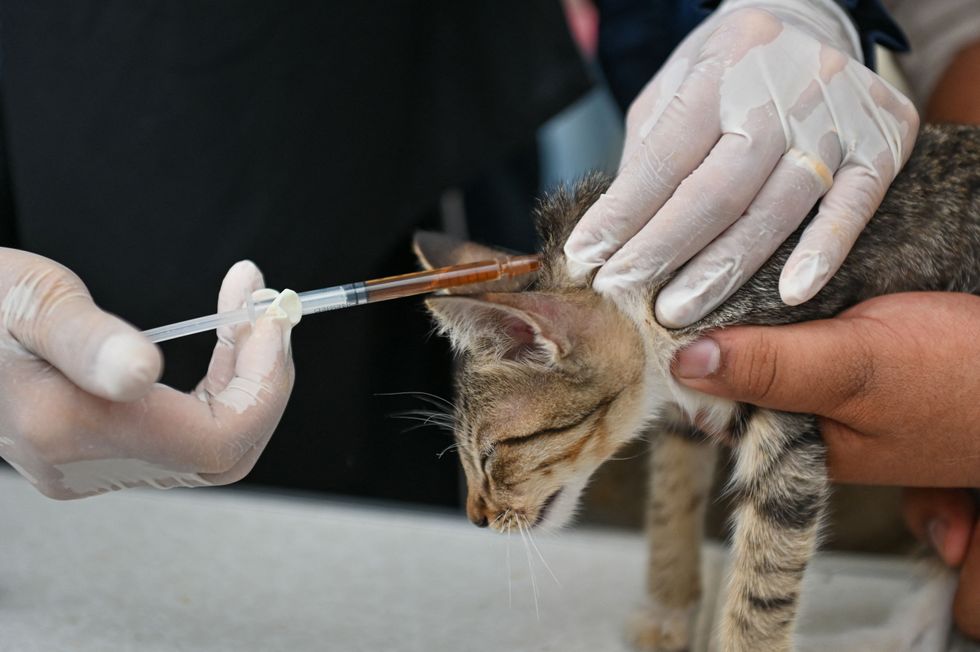 Cat receiving a vaccine