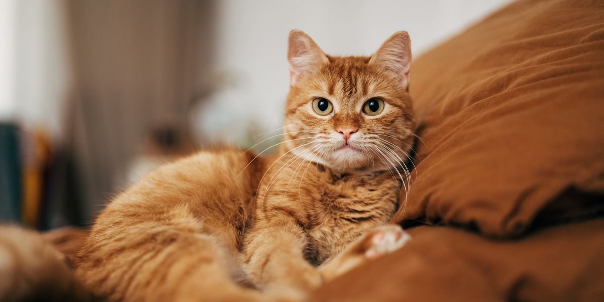 Wales locals go to court over cat mess row as dad left ‘waking up with dread every day’ Wales locals go to court over cat mess row as dad left ‘waking up with dread every day’