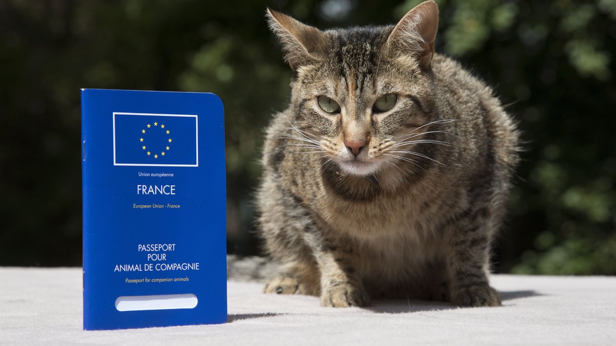 Cat with a French pet passport