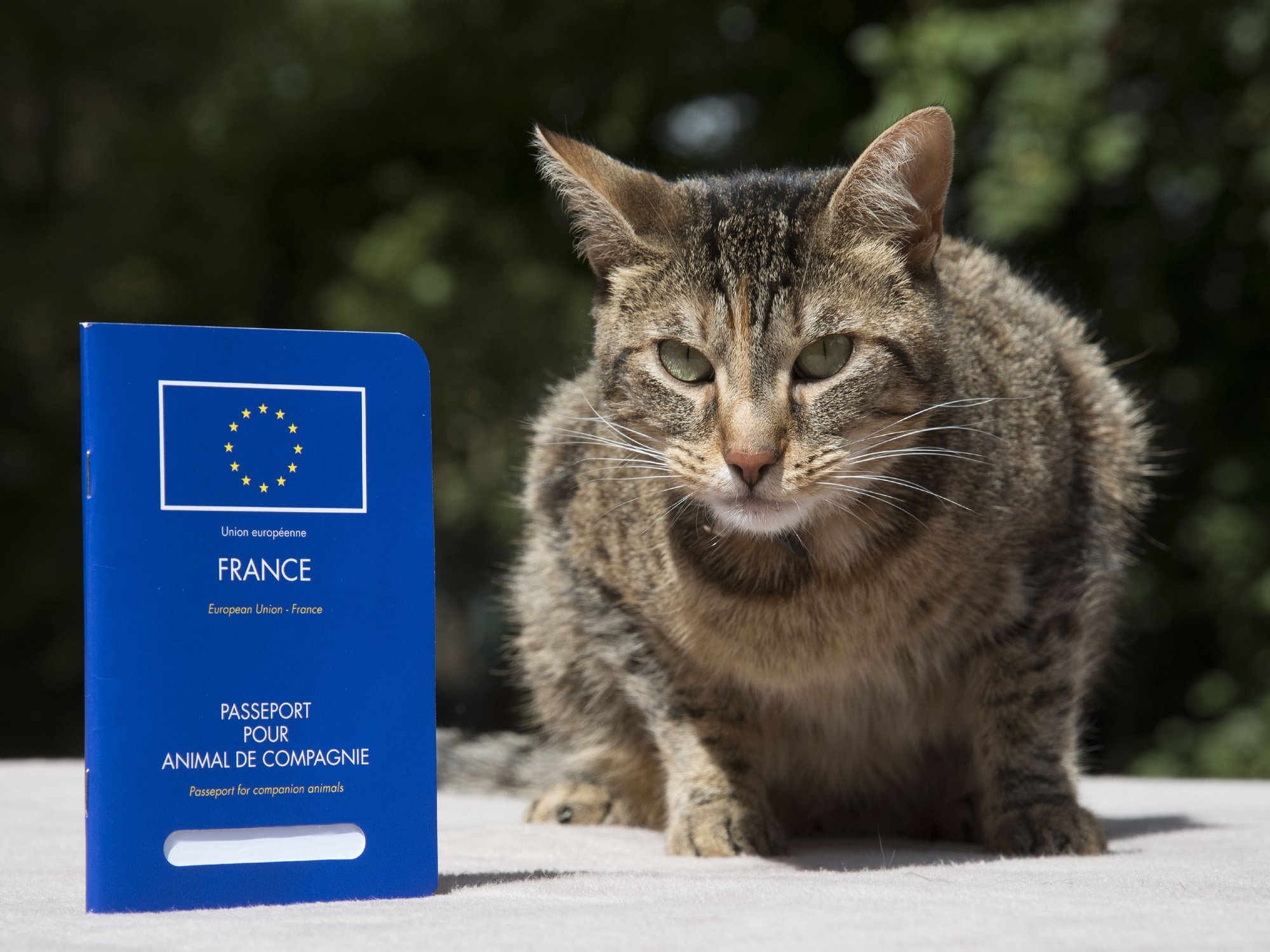 Cat with a French pet passport