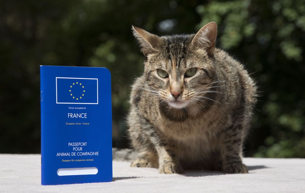 Cat with a French pet passport