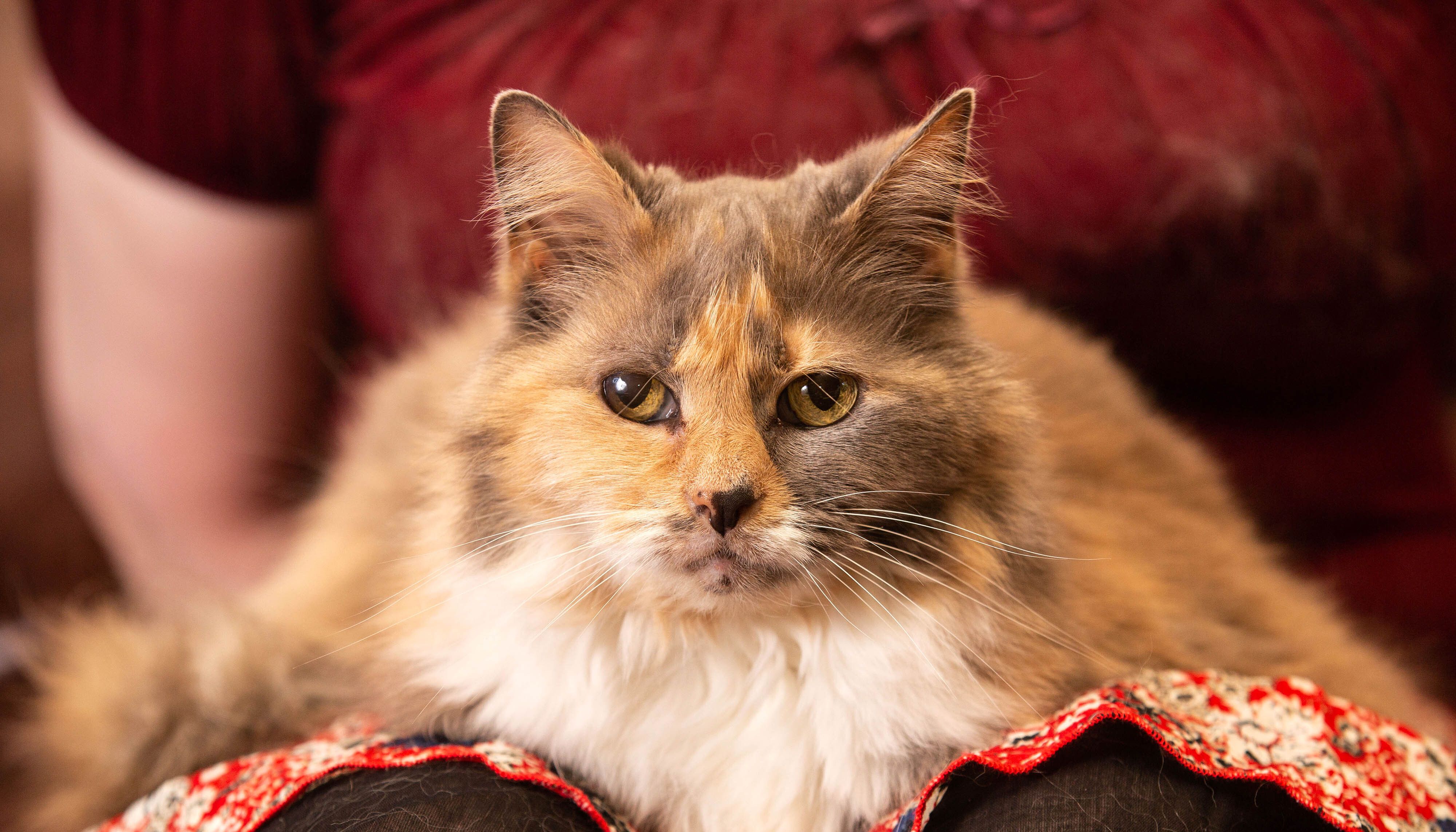 Cats are to be kept indoors in the peak heat of the day