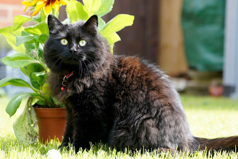 Cats, as well as other pets, will be covered by the new legislation.