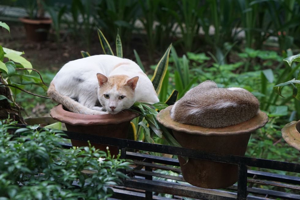 Cats sitting on bench in garden