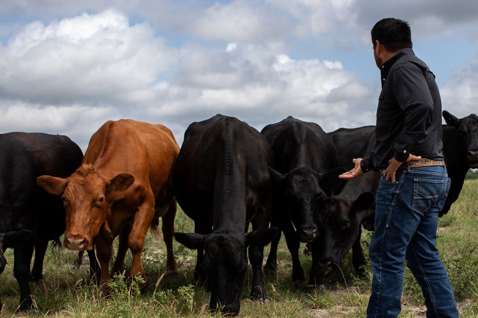 Cattle in Texas