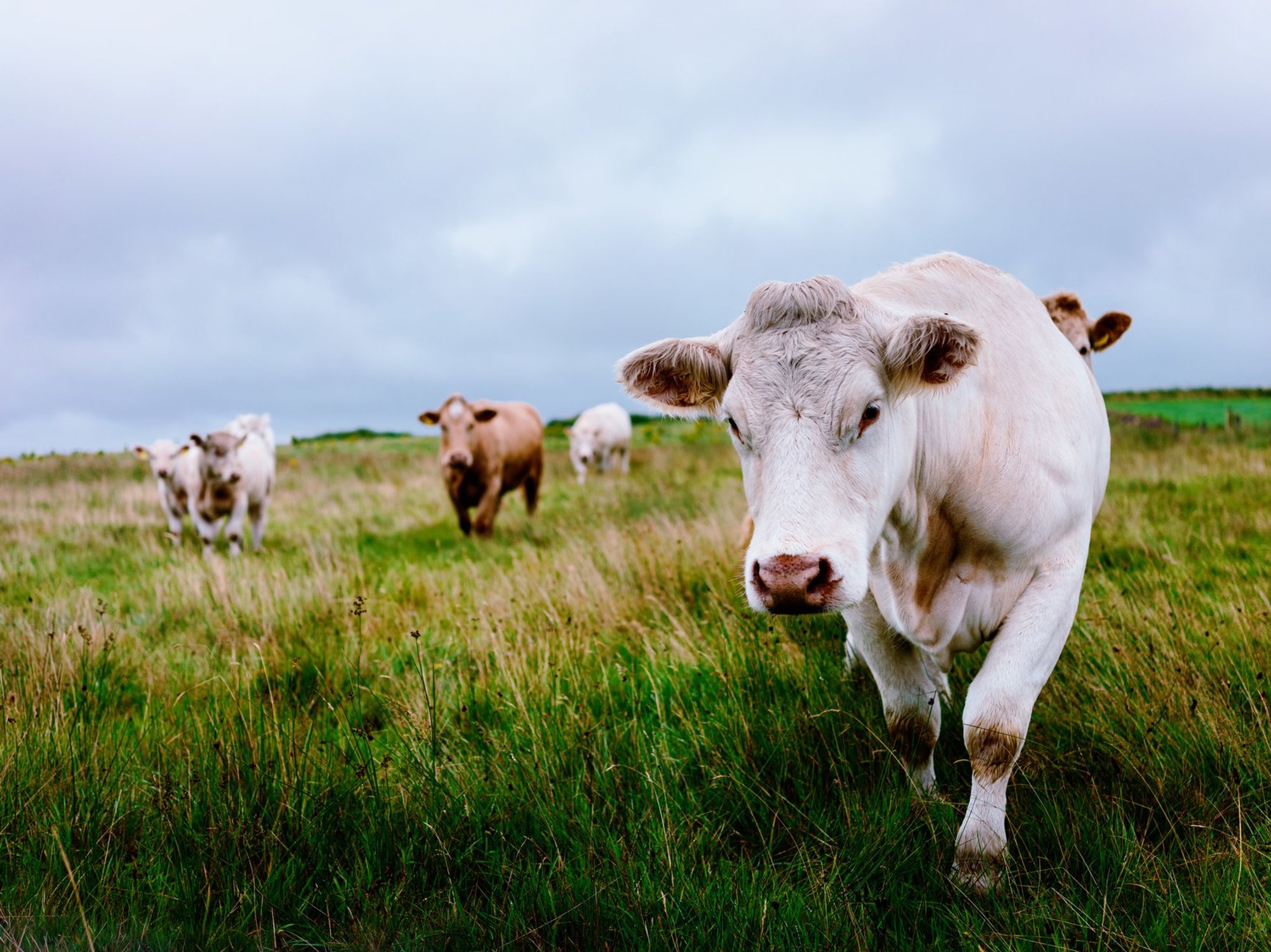 Cattle