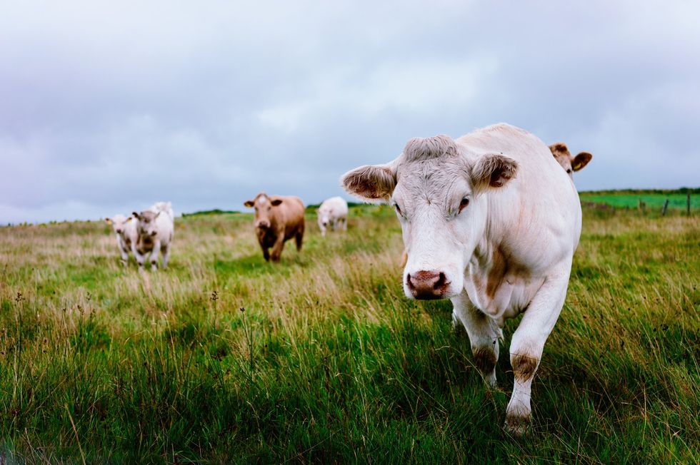 Cattle