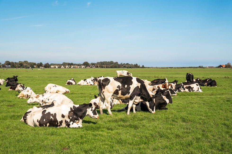 Cattle