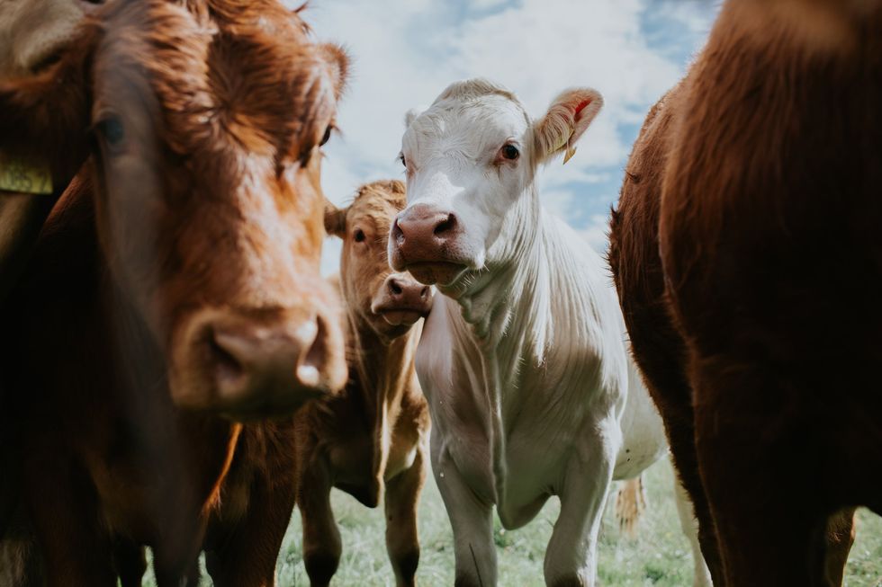 Cattle