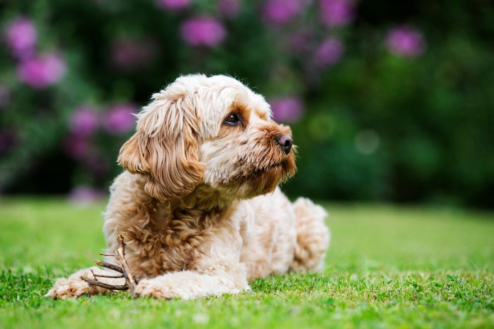 Cavapoo