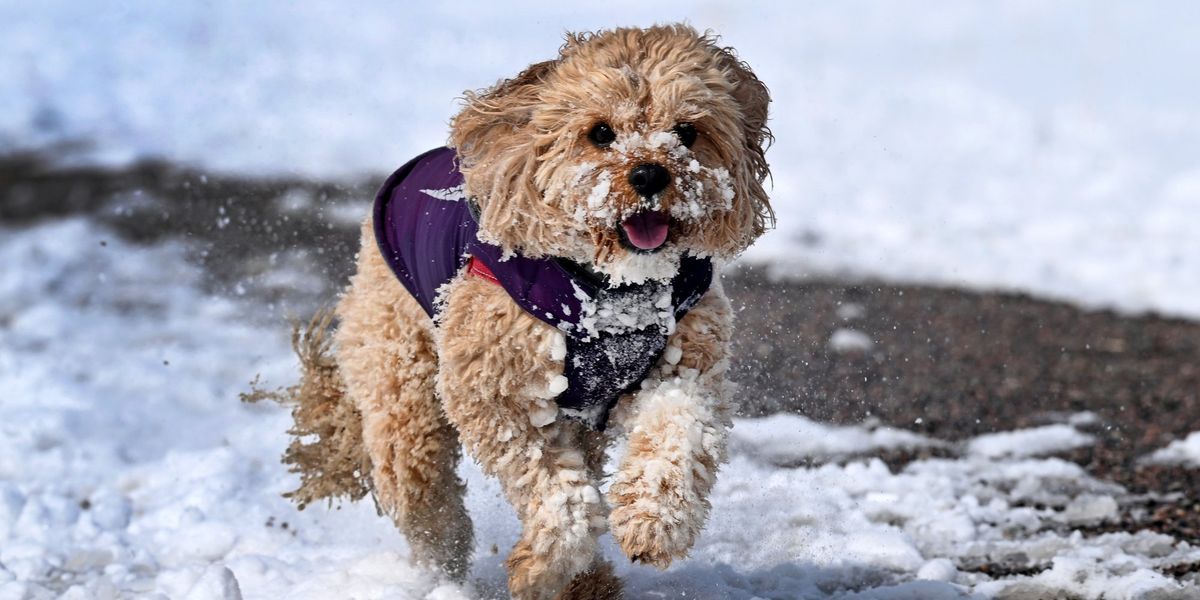 Science breakthrough as crossbreed dogs revealed to be more badly-behaved than pure-breeds in new study thumbnail