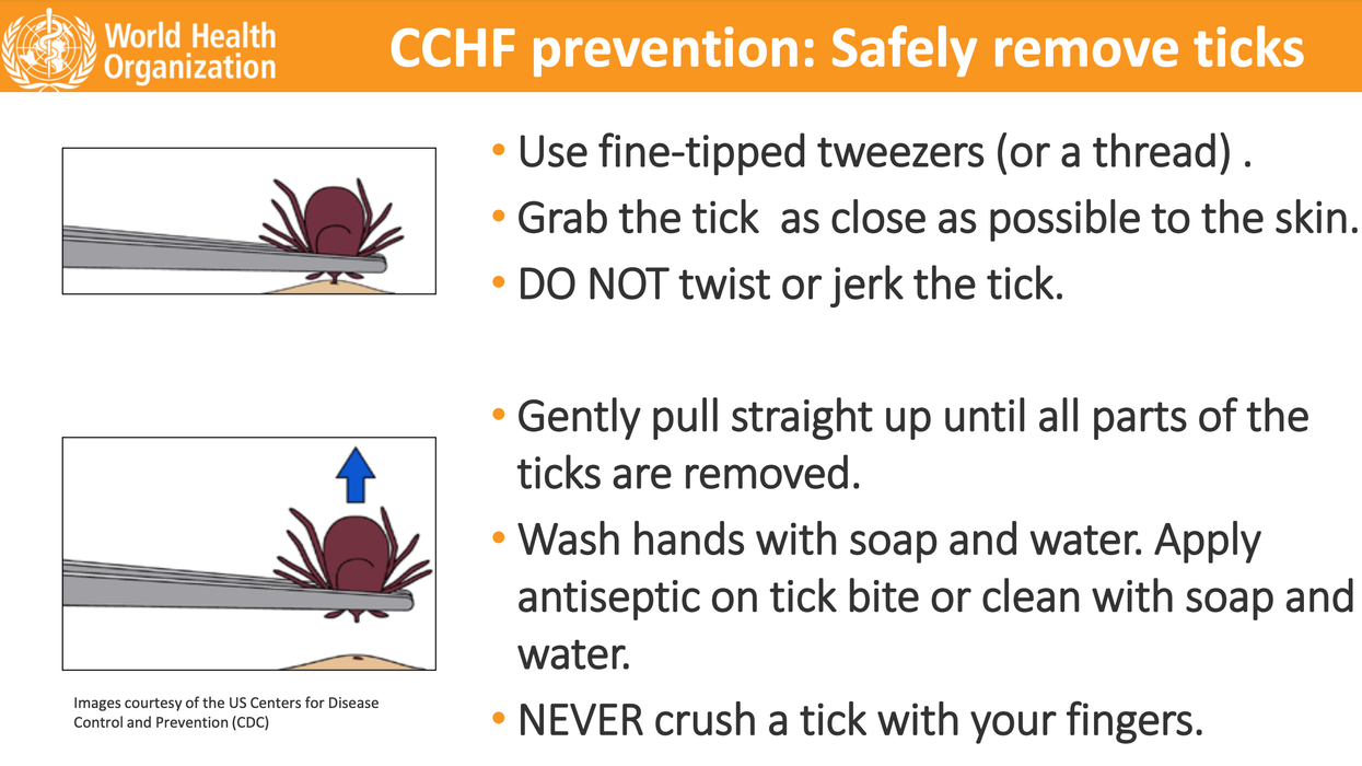 CCHF WHO advice