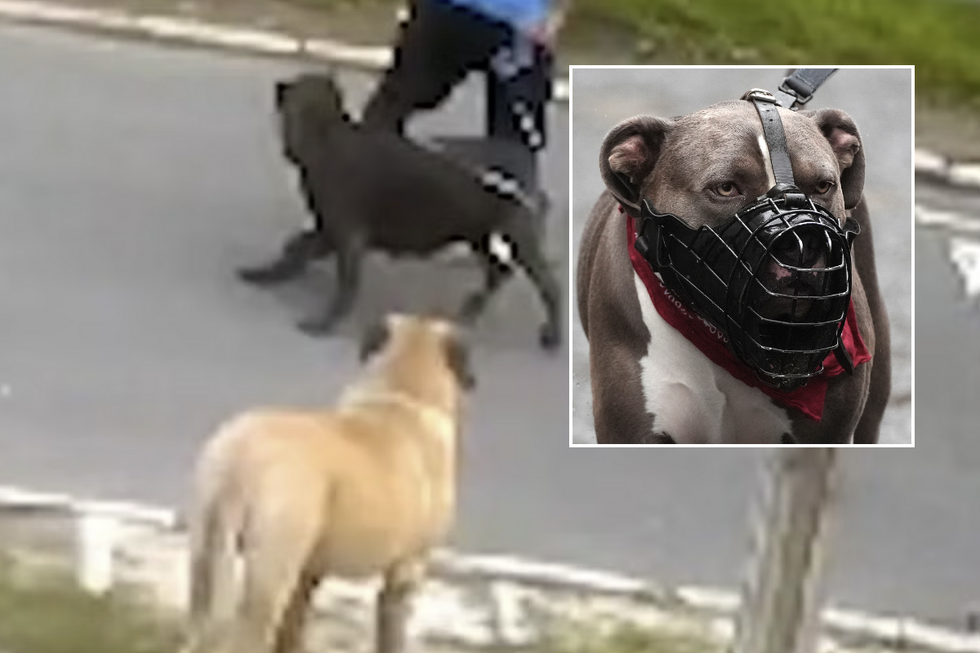 CCTV caught the moment a resident was attacked by two dogs in Sheffield street\u200b