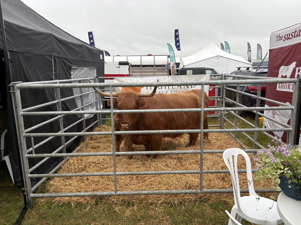 Cereals 2026: Livestock exhibits