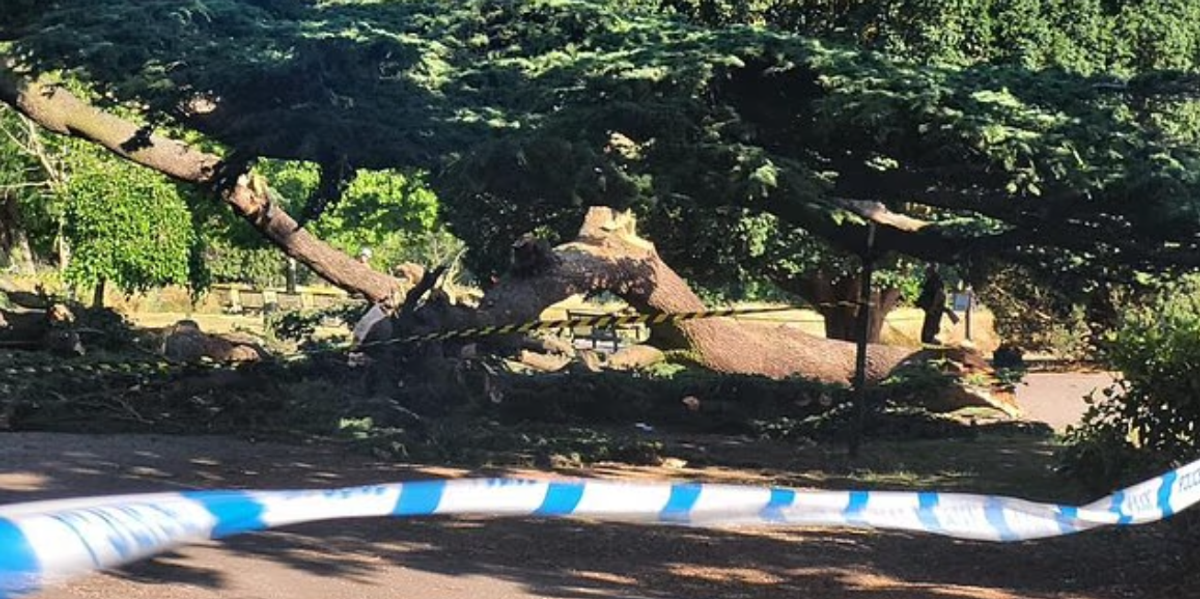 NextImg:Tree that collapsed and killed girl, 7, and left another fighting for life was 'propped up by metal poles'