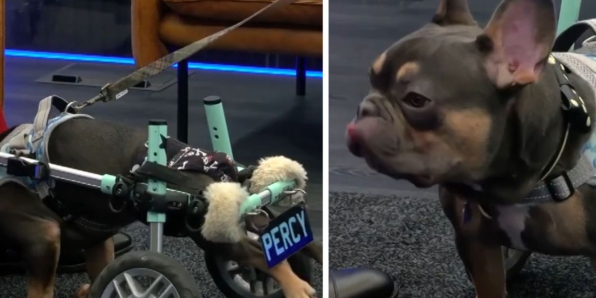NextImg:'It is priceless' Charity provides disabled dogs with wheelchair support