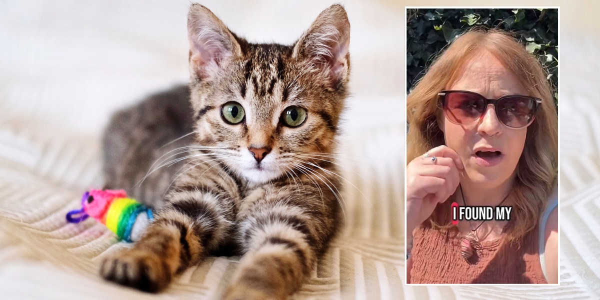 NextImg:Neighbour row erupts as homeowner launches furious tirade over missing cat