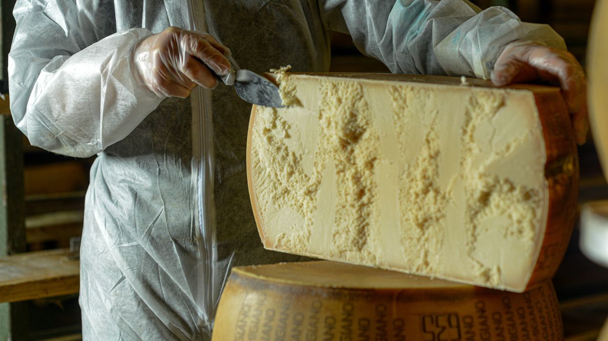 Cheese dairy master cutting a parmesan cheese wheel at the dairy - stock photo