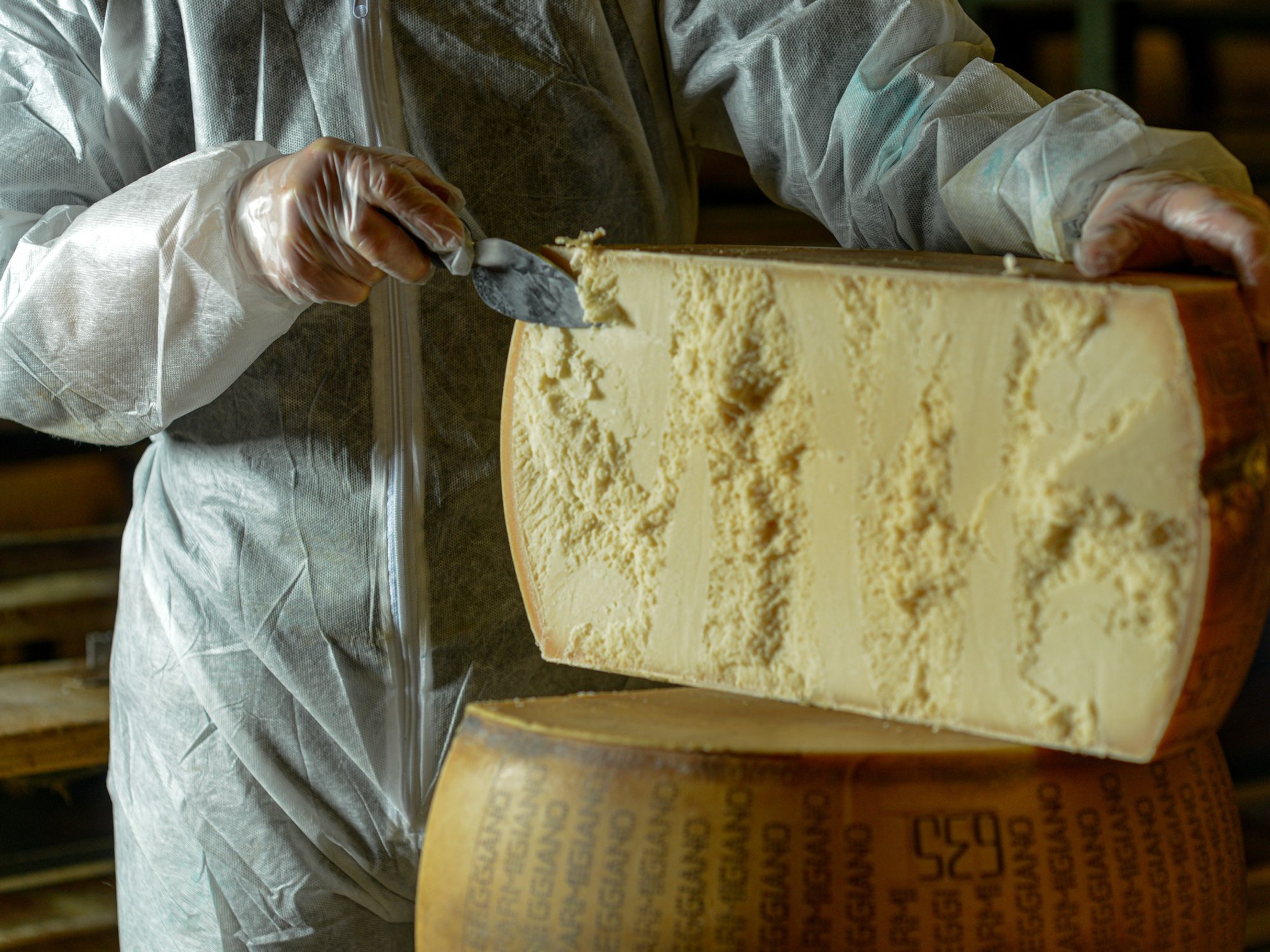 Cheese dairy master cutting a parmesan cheese wheel at the dairy - stock photo